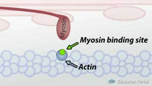 myosin-binding-site.jpg