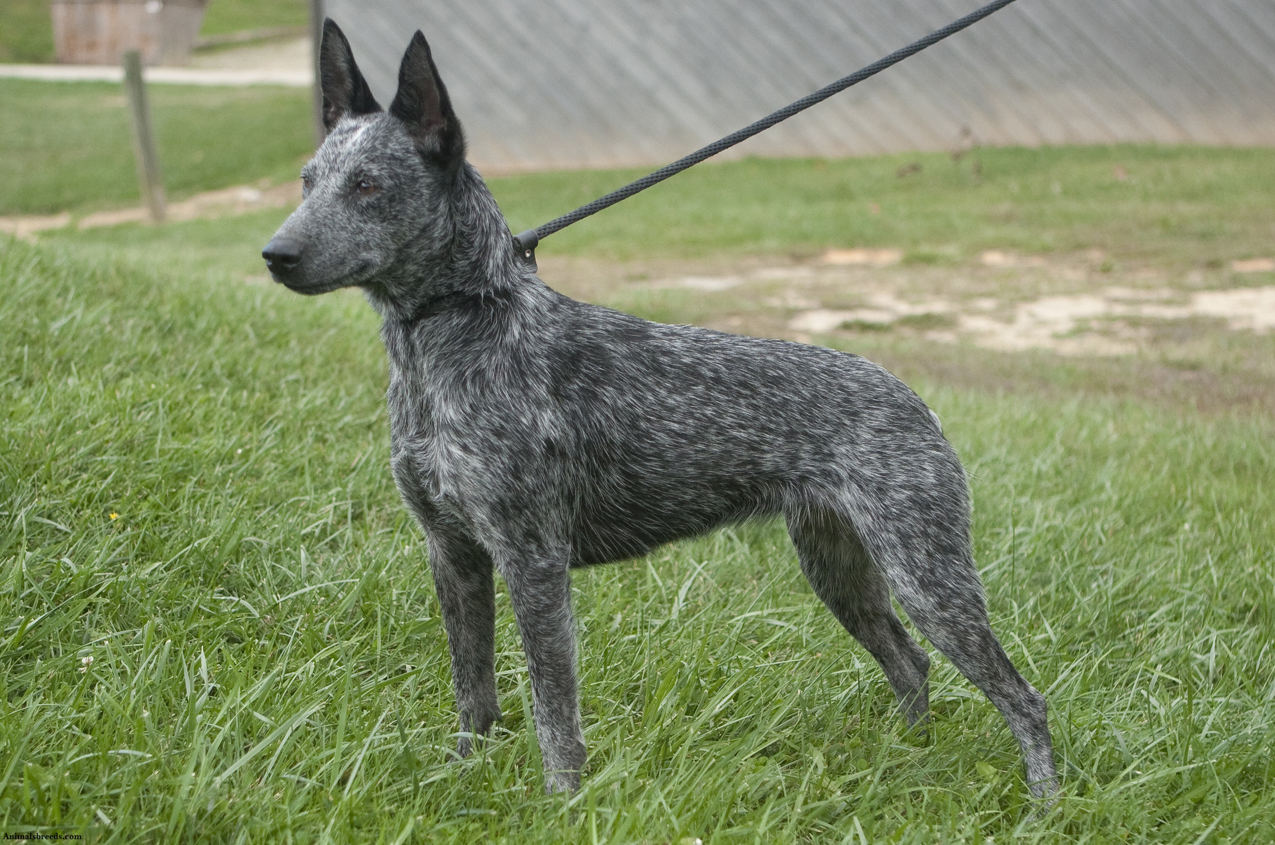 Australian-Cattle-Dog.jpg