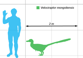 330px-Vraptor-scale.png