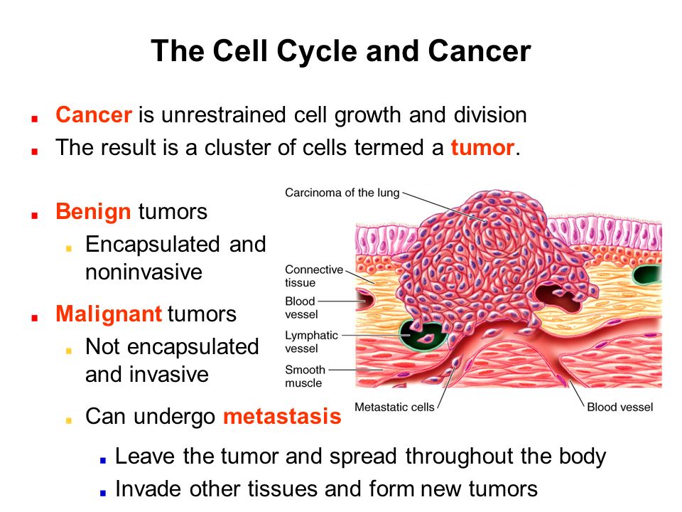 The+Cell+Cycle+and+Cancer.jpg