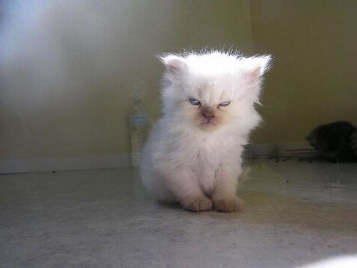 angry-kittens-2-591aec462619a__700.jpg