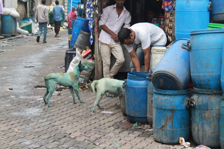 Blue-dogs-india4-750x500.jpg