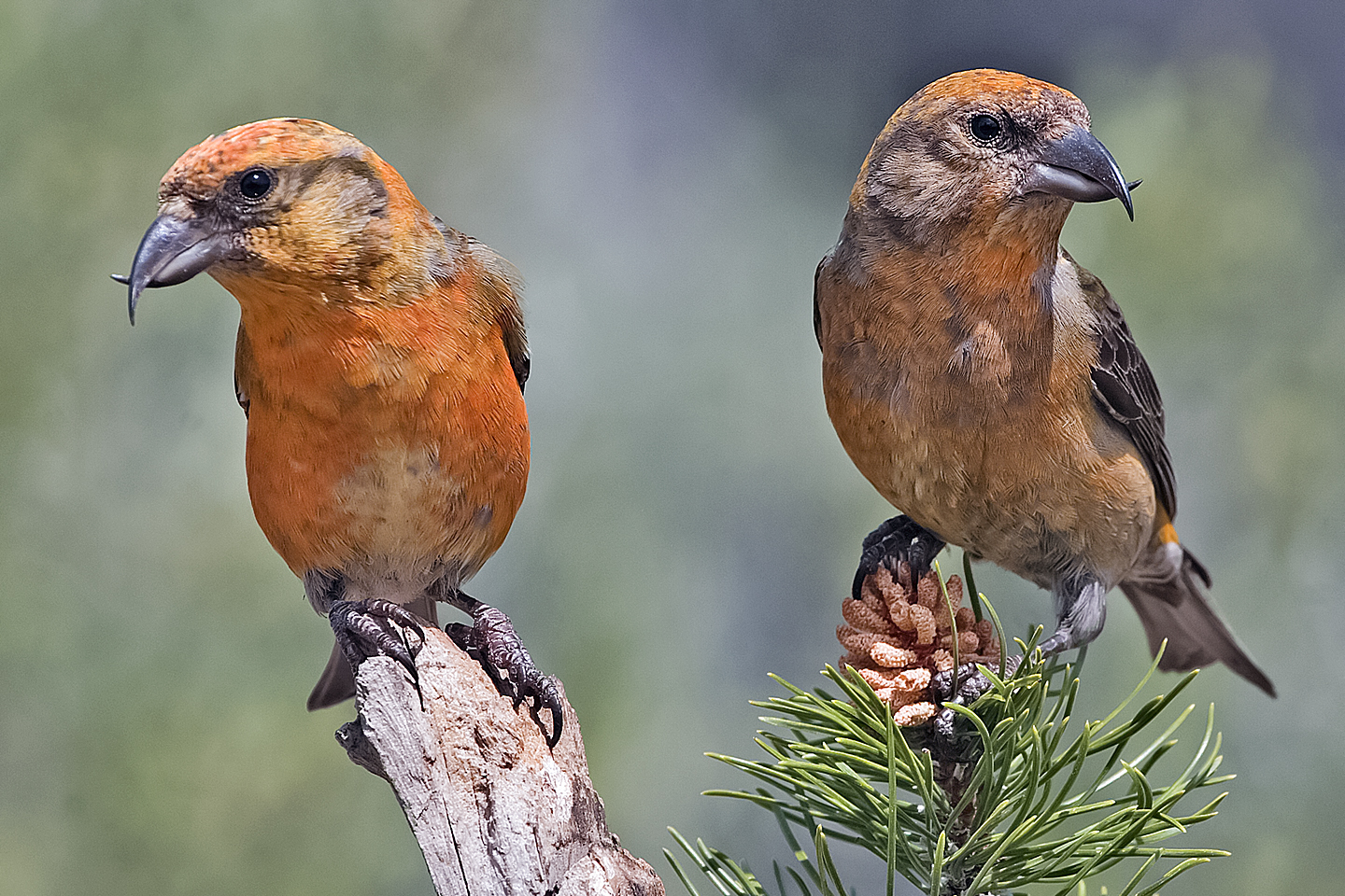 Red_Crossbills_%28Male%29.jpg