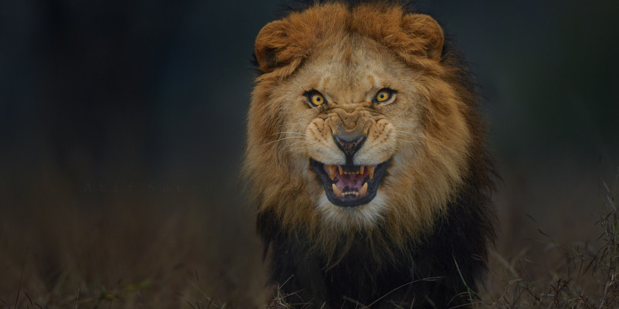 o-LION-facebook.jpg