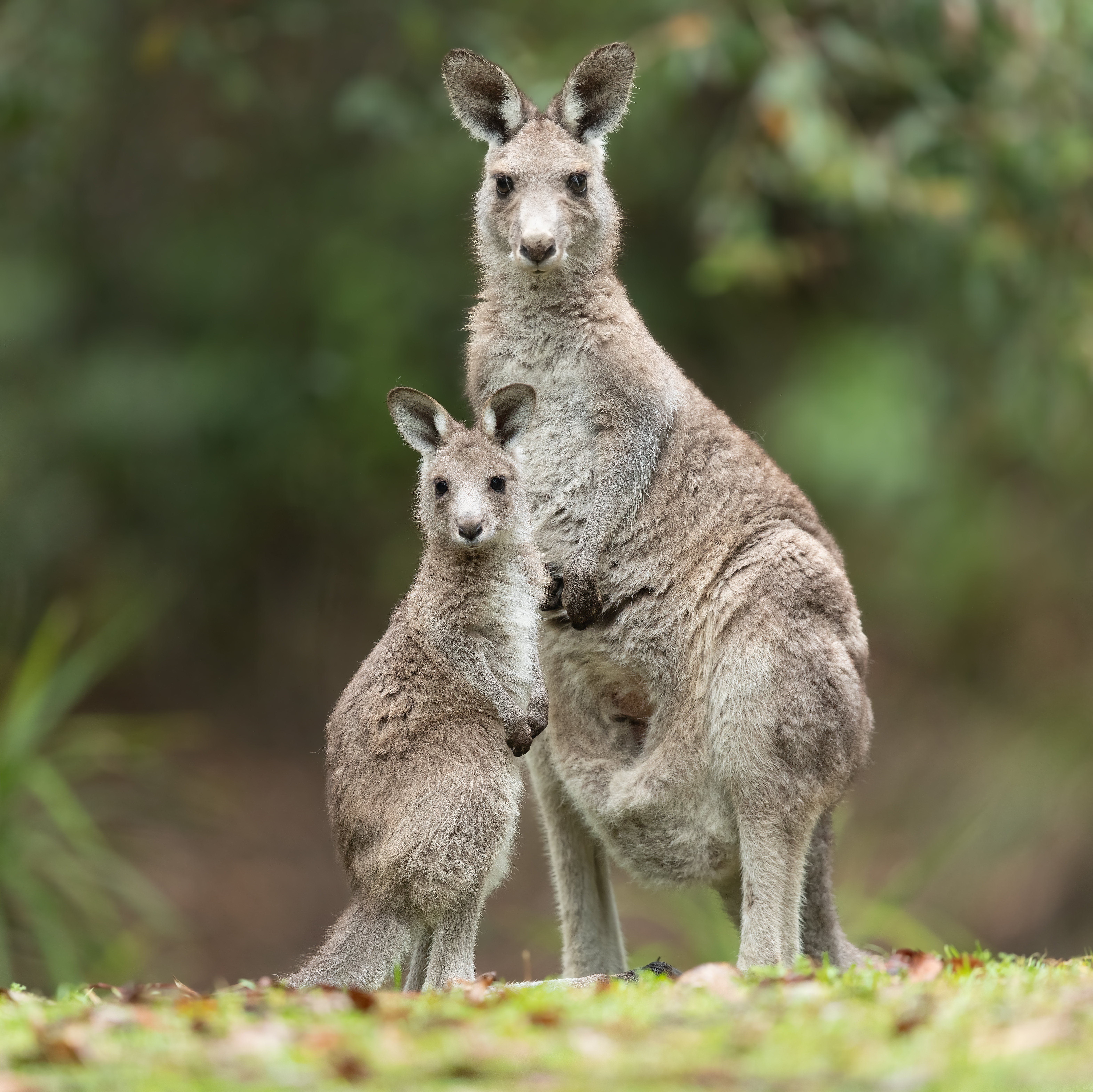 Macropus_giganteus_-_Brunkerville.jpg