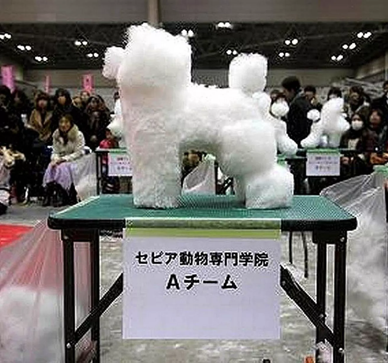 Cube-Dogs.jpg