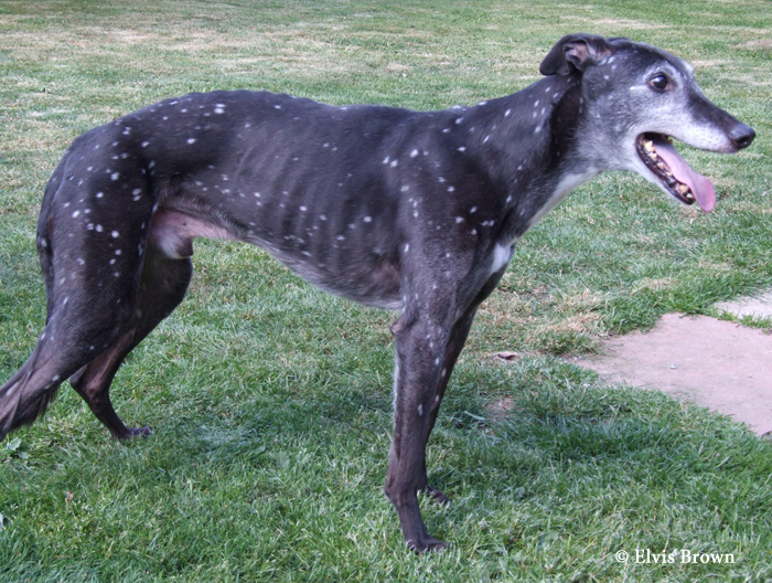 chubarigreyhound.jpg