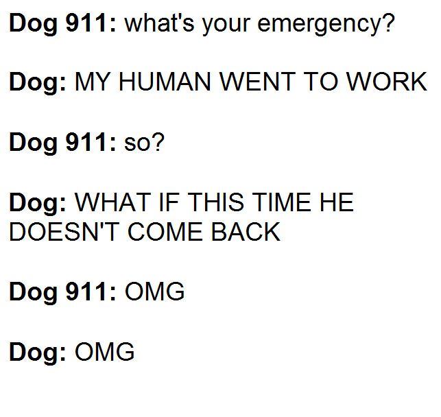 dog_911.jpg