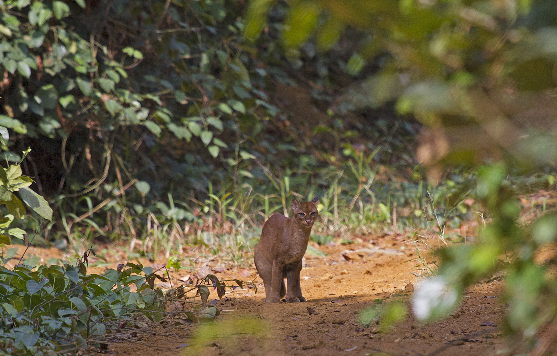 My-very-own-sighting-of-a-golden-cat.jpg