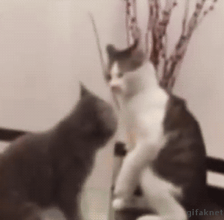 Cat-Takedown.gif