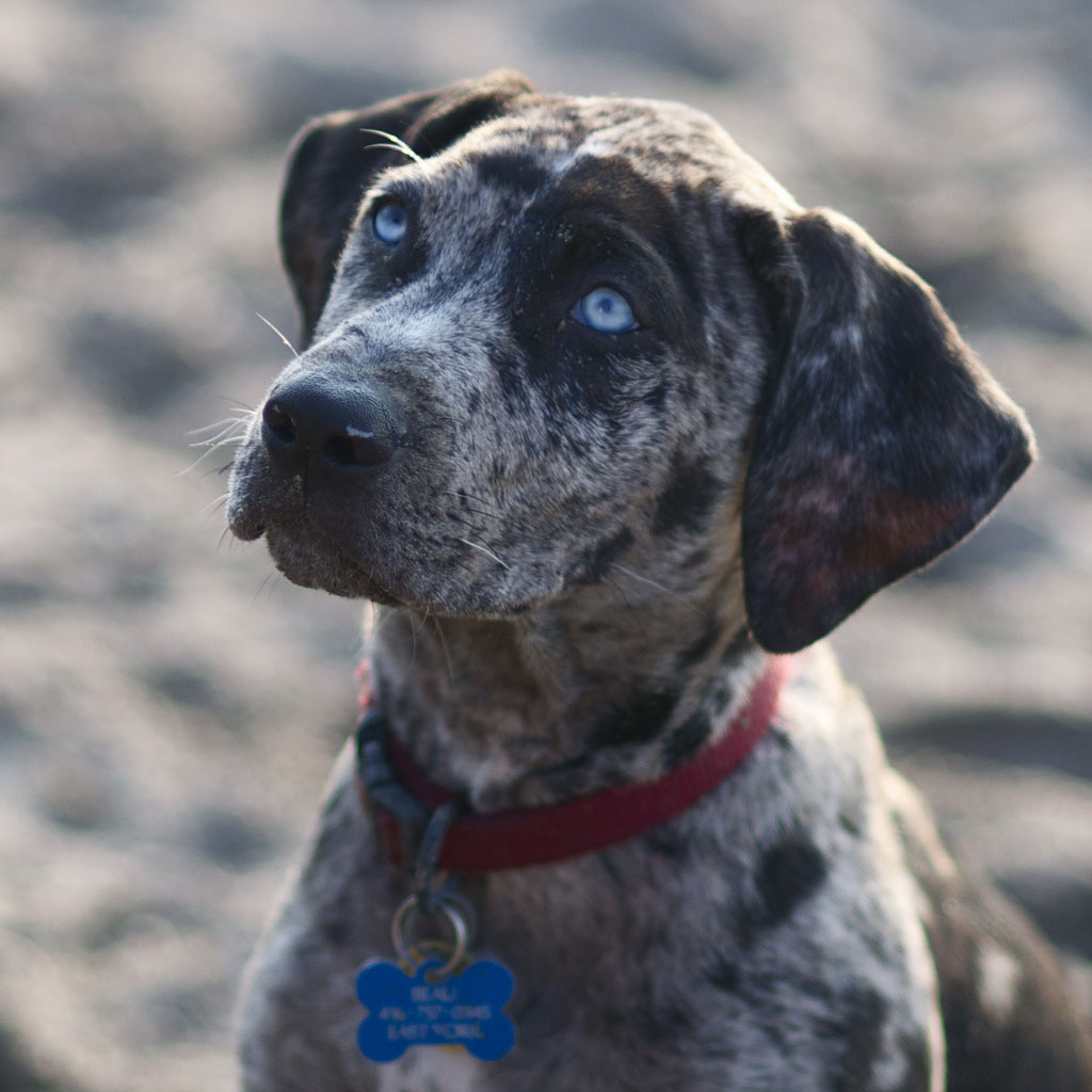 Close-Up-Catahoula-Cur1.jpg