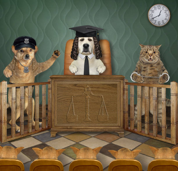 dogs-and-cat-at-court-hearing.jpg