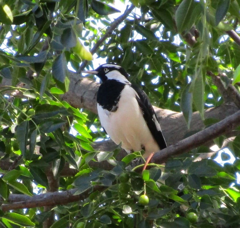 Magpie-Lark.jpg