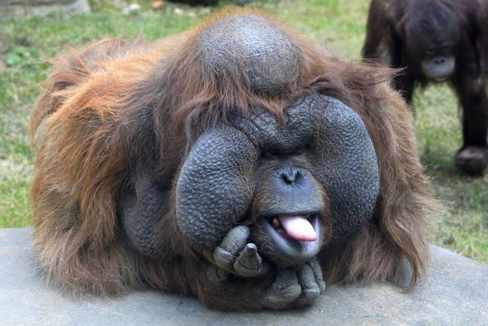 Funny+Orangutan_1.jpg