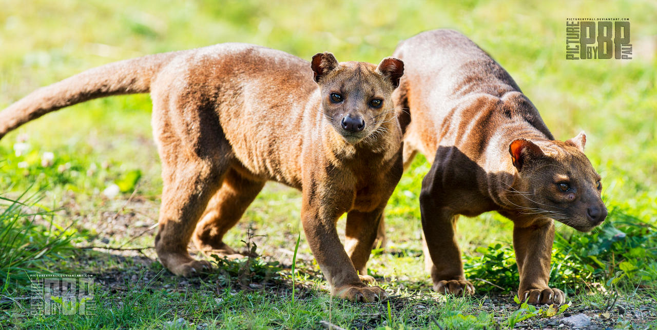 the_fossa_by_picturebypali-d5ipfd5.jpg