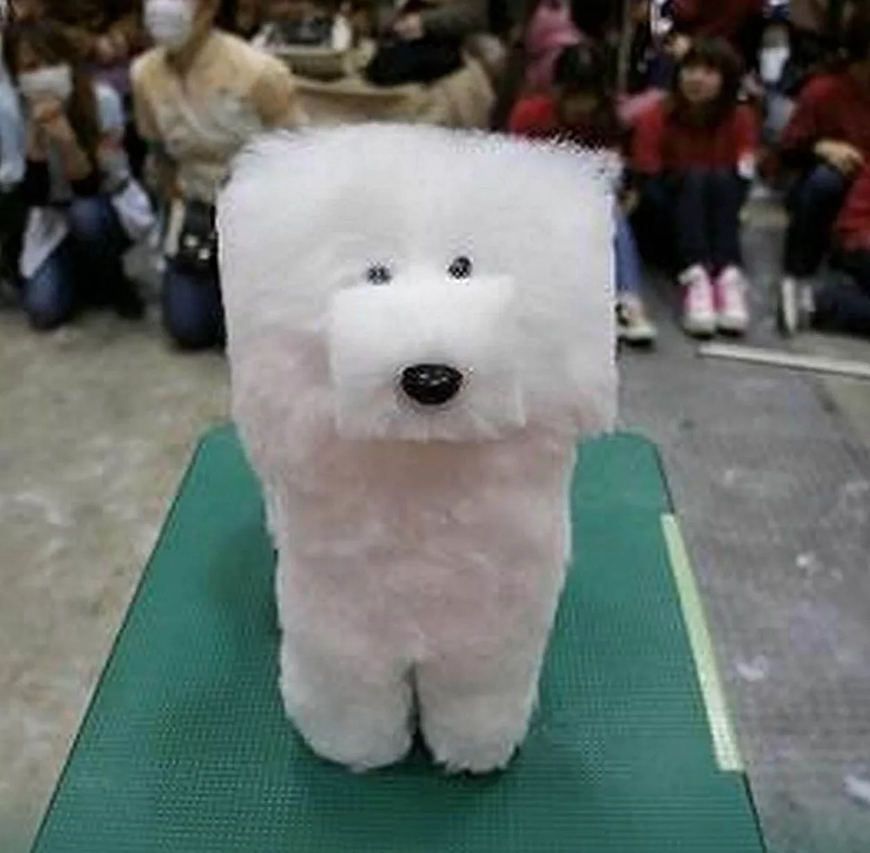 Cube-Dogs.jpg