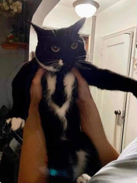 r/blessedimages - Blessed Suit Cat