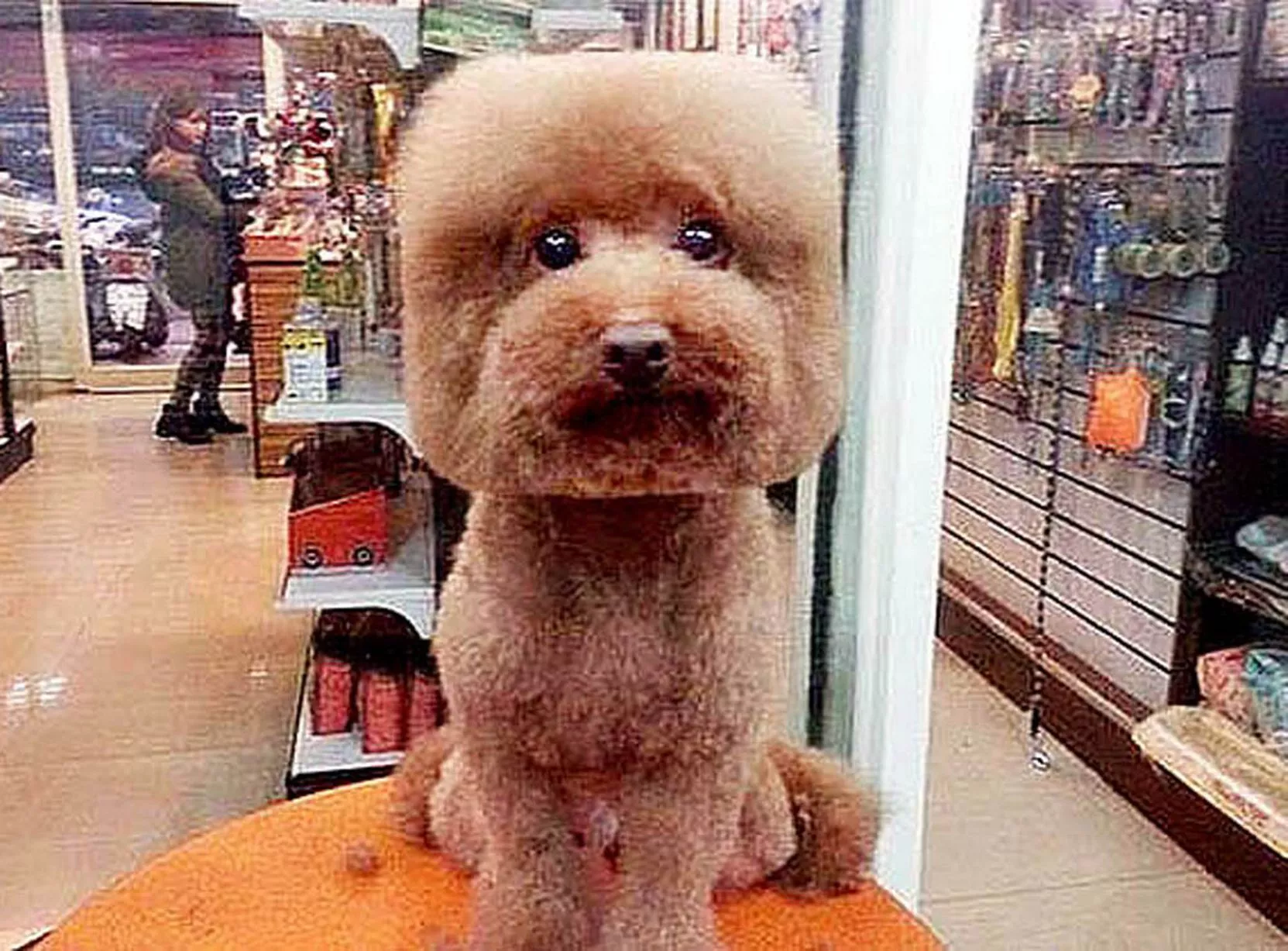 Cube-Dogs.jpg