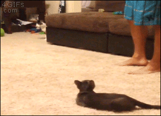 59RQkVi.gif