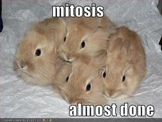 3b9460e8909201ad16f7af4ae3233448--mitosis-biology-jokes.jpg