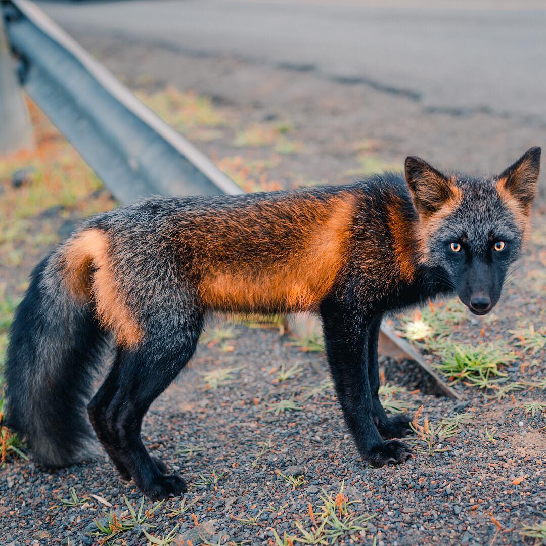 Black-and-Orange-Cross-Fox.jpg