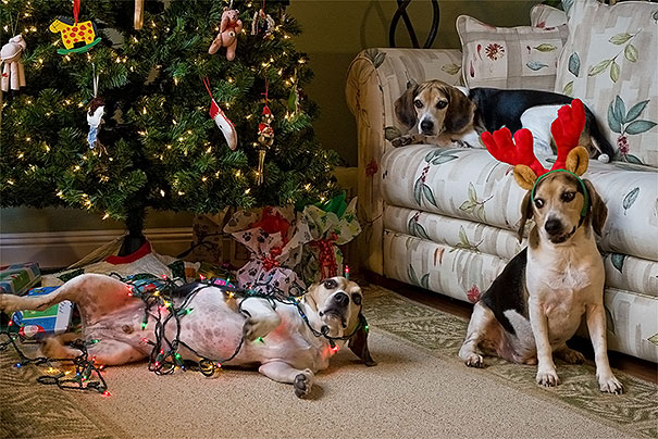 XX-animals-destroying-Christmas-13__605.jpg