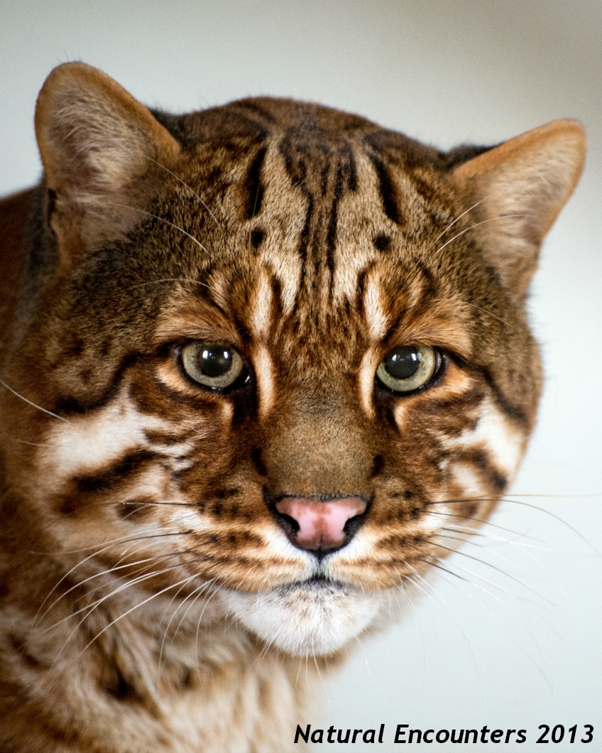 asian-golden-cat.jpg