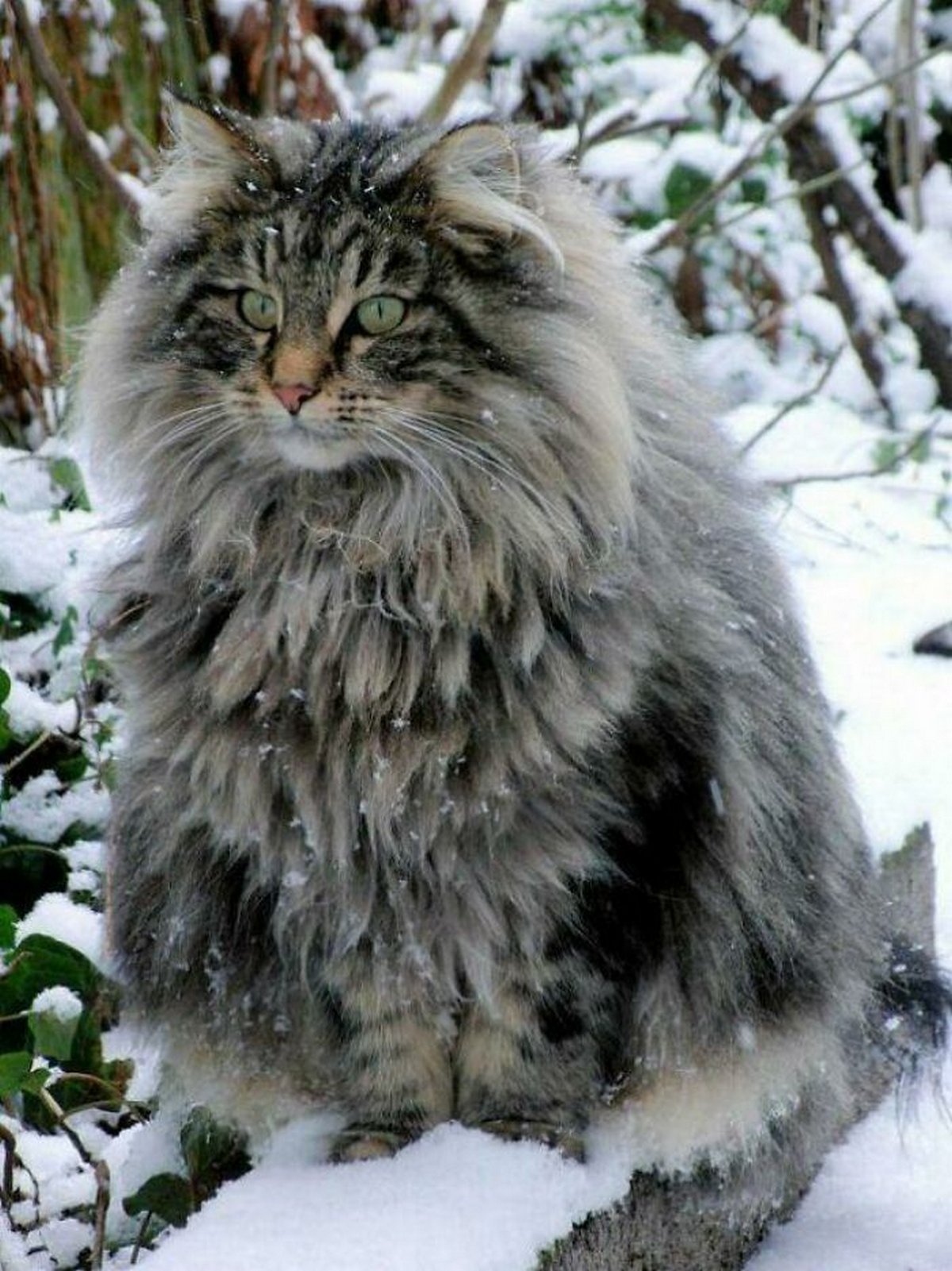chats-immenses-photos-026.jpg