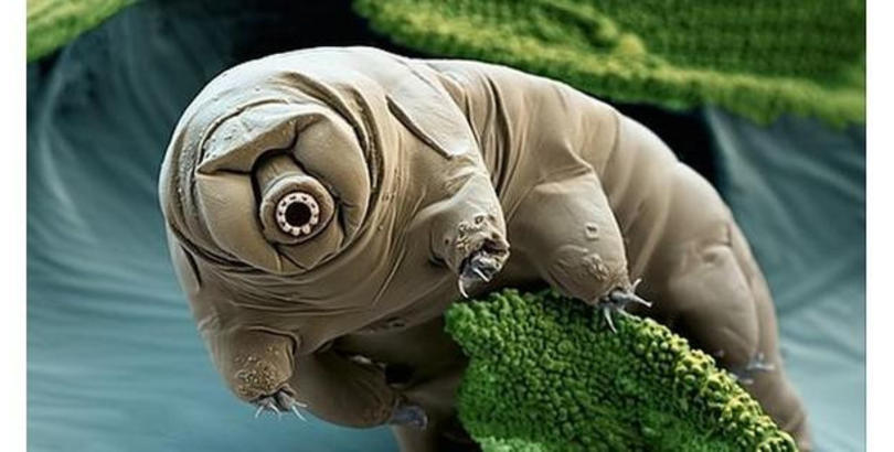 AL1NRKV5SDT7L1NK-fram810x410x810x410xxxx