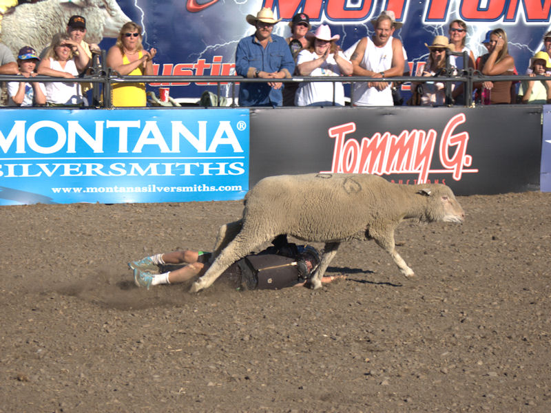 mutton-busting-03.jpg