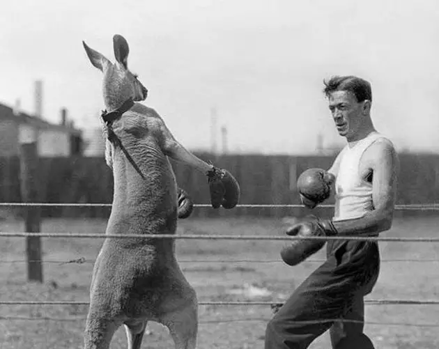kangaroo-boxing.jpg