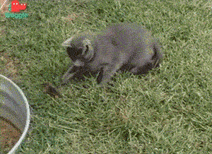 KlyZ6Eh.gif