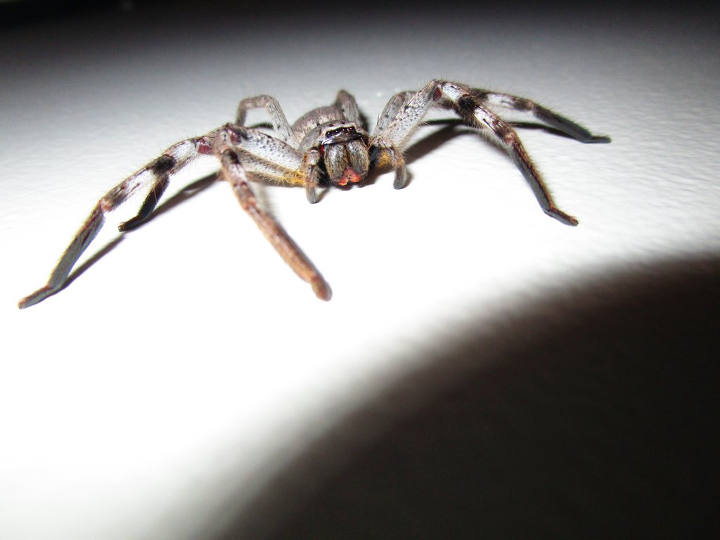 spider.jpg