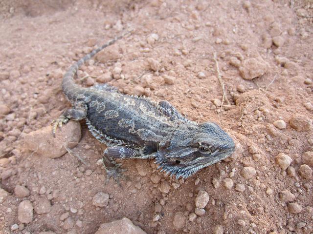 Bearded-dragon-1797.jpg