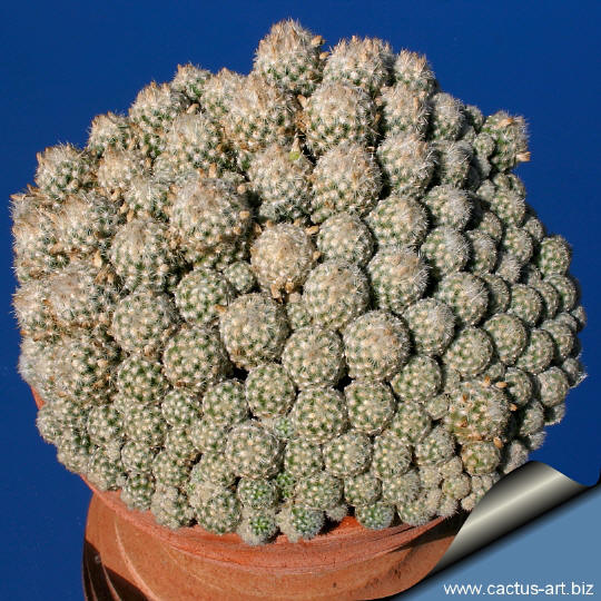 Escobaria_sneedii_leei_clump_540.jpg