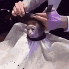 monkey.gif