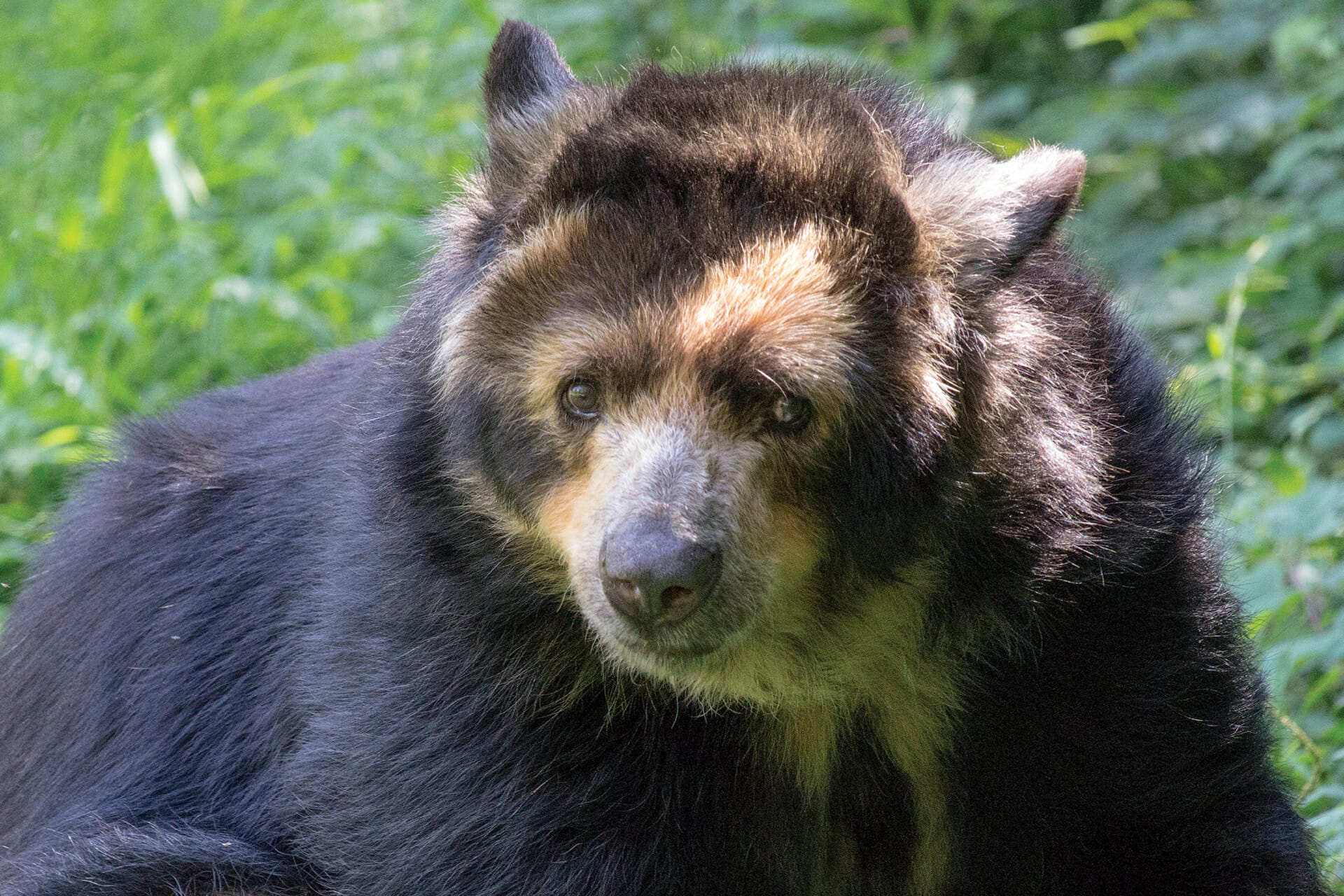 Andean.SpectacledBear_Rosie_3395.jpg
