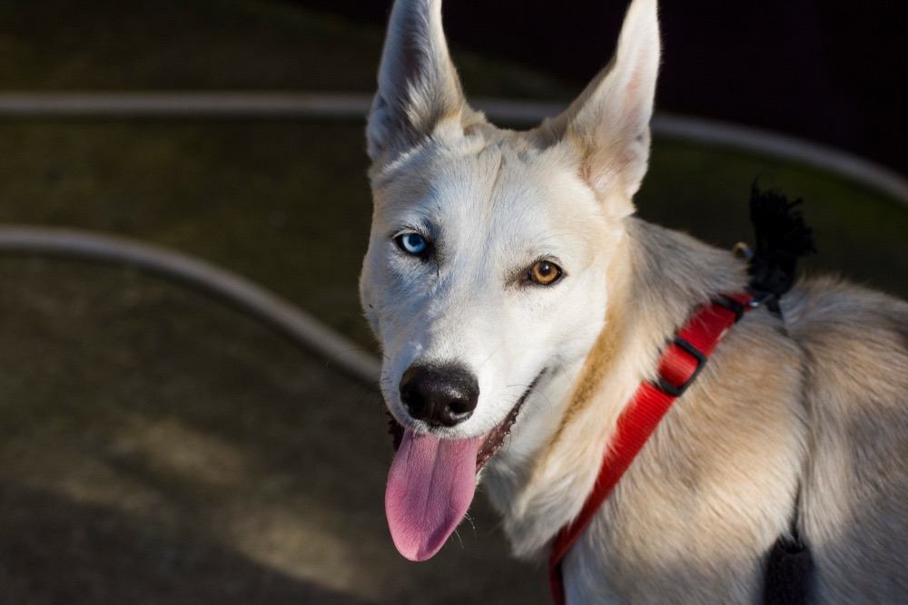 Smiling-Gerberian-Shepsky.jpg