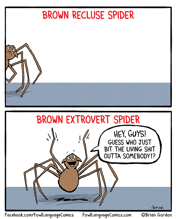 recluse-spider.jpg