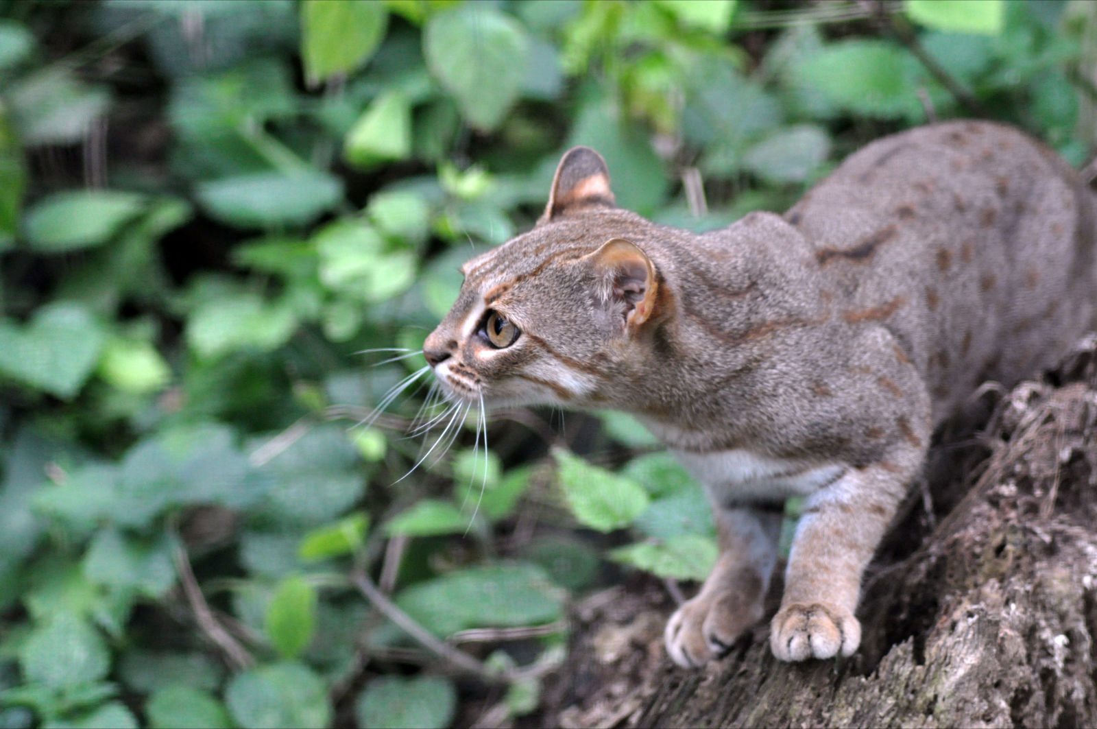 rusty-spotted-cat-2.jpg