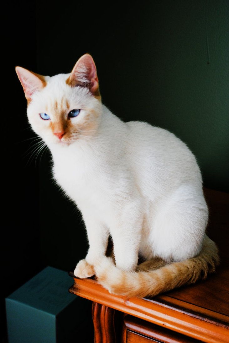 e5028c3db25c3ef4616b2d4255469a92--siamese-cats-kitty-cats.jpg