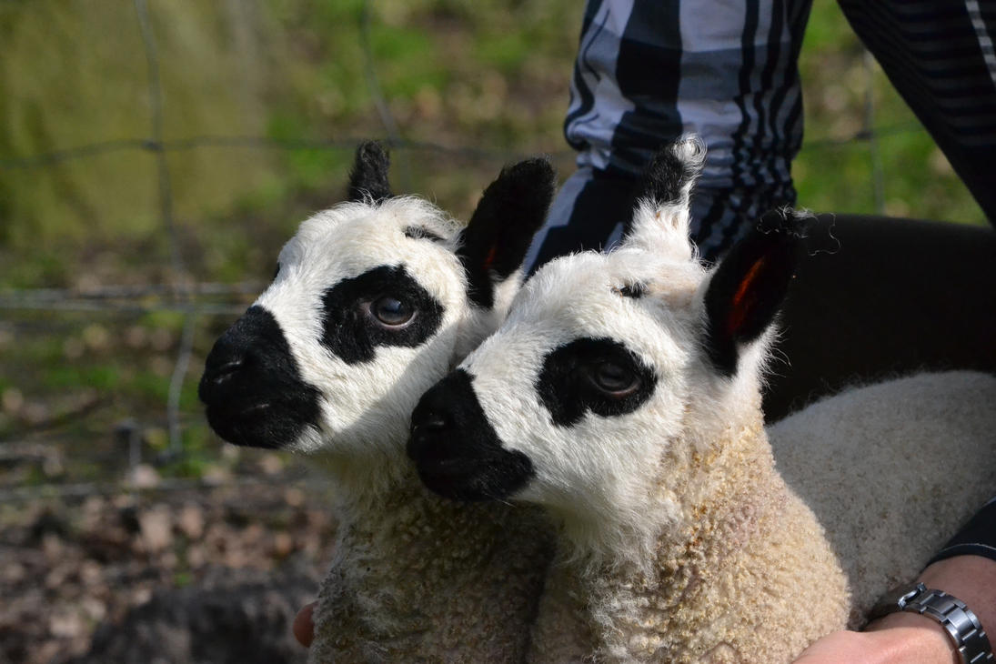 kerry_hill_lambs_by_hogroth-d7dn71k.jpg