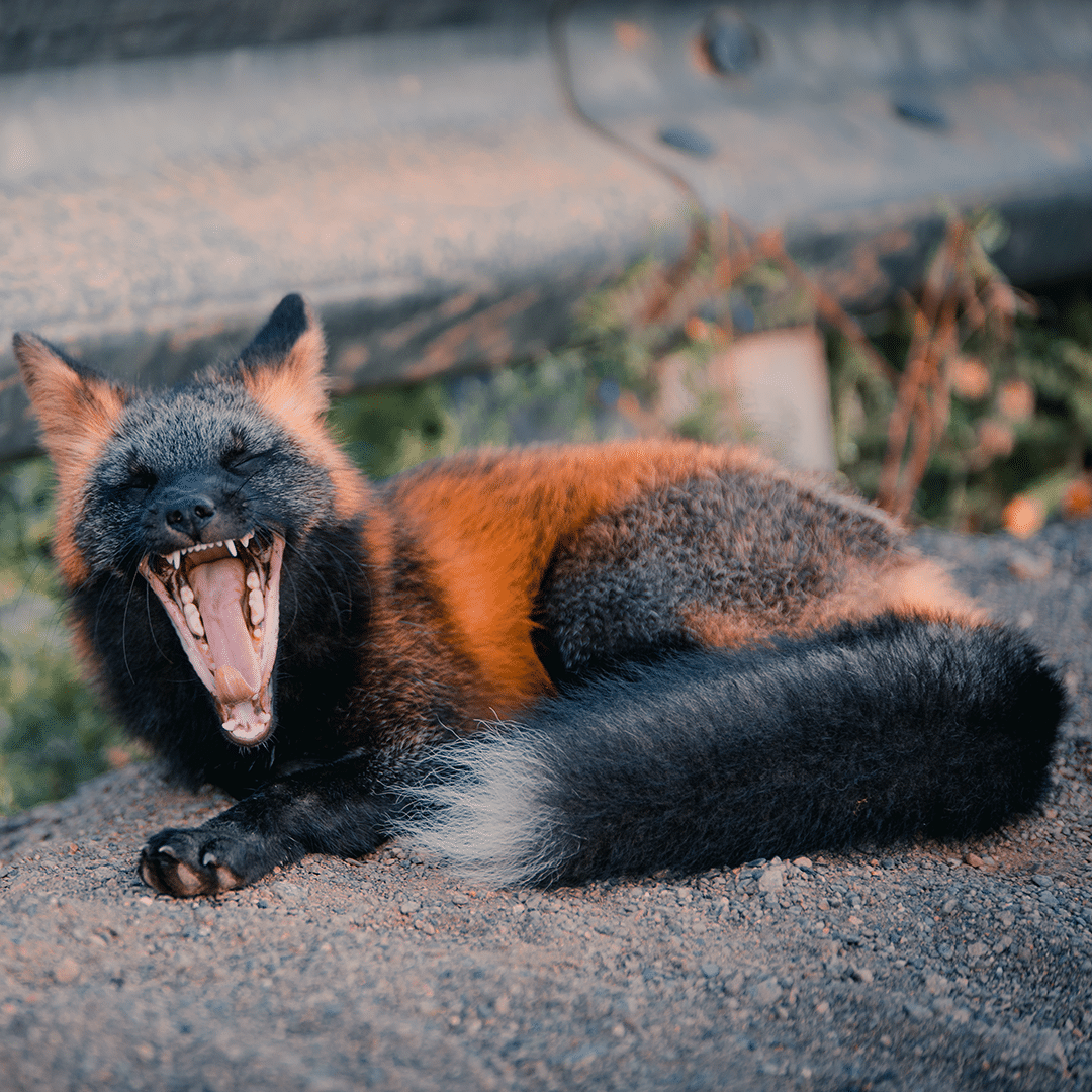 black-orange-fox-sam-gaby-11.png