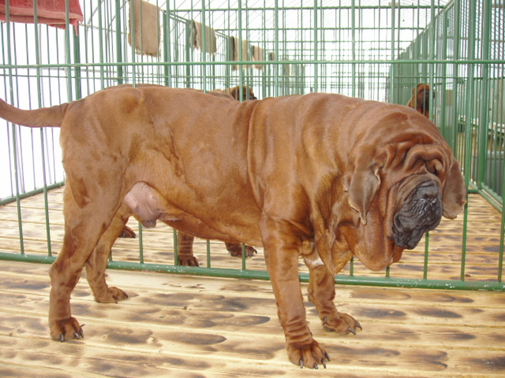 korean_mastiff_dosa_dogs_puppies_breeders_kennels54.jpg