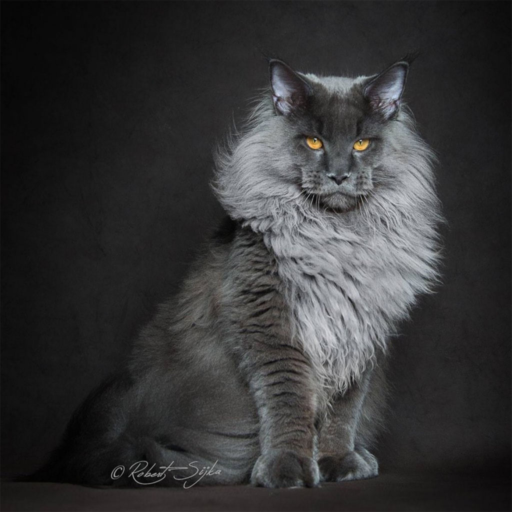 gatos_Maine_Coon_Robert_Sijka_05.jpg