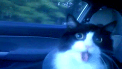 4pWyLrY.gif