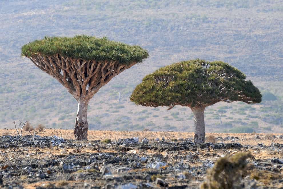 Dracaena-cinnabari-aka-Dragons-Blood-trees-on-Socotra.jpg