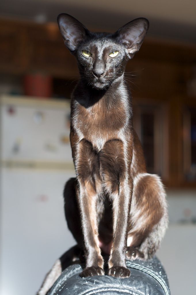 2deafb2e8902df9b646ae0a42d06b520--sphinx-cat-oriental-cat.jpg