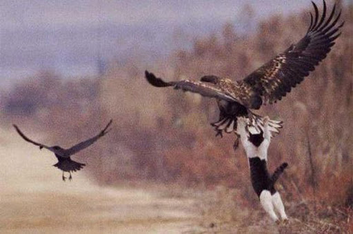 ambitious-cat.jpg