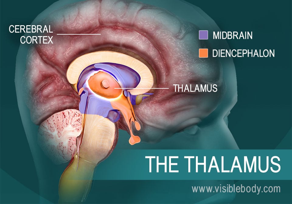 The-Thalamus.jpg